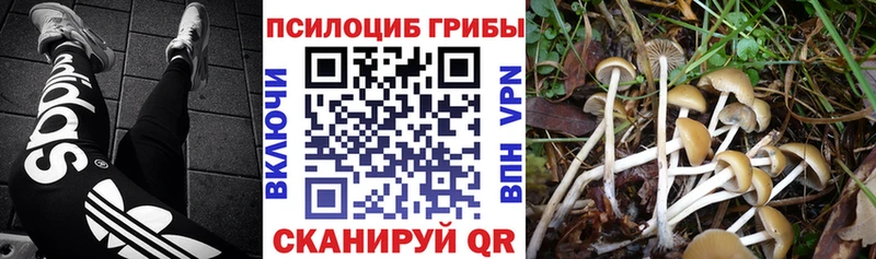 Псилоцибиновые грибы мицелий  продажа наркотиков  Катайск 